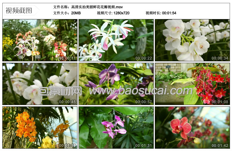 高清实拍美丽鲜花花瓣视频包素材网.jpg